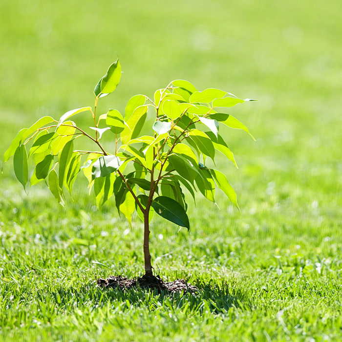 Trustworthy Background