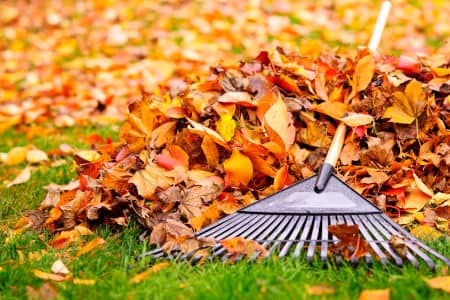 Leaf Cleanup